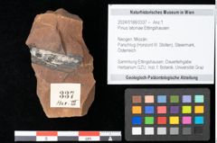 Foto (Objekt + Etikett) von Pinus latoniae Ettingshausen (NHMW-GEO-2024-0188-0337)